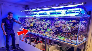 Most Beautiful Private Reef Tanks 400 GALLON [upl. by Dulce]