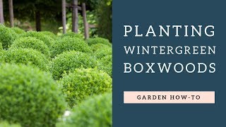 Planting Wintergreen Boxwoods [upl. by Ivah507]