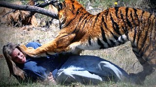 Why Couldnt This Tiger Be Stopped [upl. by Lissie]