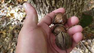 ID That Tree Mockernut Hickory [upl. by Ojillek273]