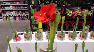 Amaryllis care and reblooming  Donna Joshi [upl. by Tammie192]