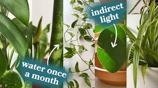 The 5 Best Houseplants For Beginners [upl. by Nnayram239]