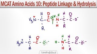 Amino Acid Peptide Linkage and Hydrolysis Reactions [upl. by Hatokad]