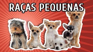 RAÇAS DE CACHORROS PEQUENOS CARACTERÍSTICAS  LISTÃO [upl. by Jammal]