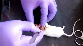 Mouse Brain Dissection I Mice Dissection Video I Brain Anatomy [upl. by Yemerej]