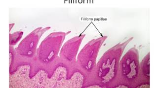 How the ear works  Bupa Health [upl. by Searby]