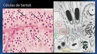 Célula de Sértoli [upl. by Mehsah]