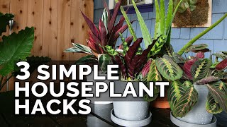 3 Simple Houseplant Care Tips to Keep Your Plants Healthy [upl. by Leelah978]