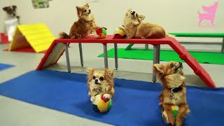 Cute Chihuahua Dog Tricks and Agility [upl. by Rodgers551]