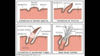 What are Dermal Papillae [upl. by Annavoeg]