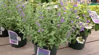 Nepeta Walkers Low Catmint  Superb Easy To Grown Easy To Look After Perennial [upl. by Noeruat]