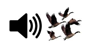 Geese  Sound Effect  ProSounds [upl. by Landes294]