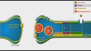 Adrenergic Synthesis And Metabolism animation [upl. by Enyawal823]