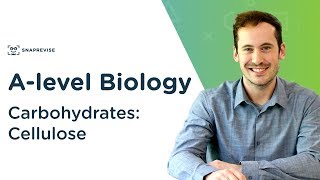 Carbohydrates Cellulose  Alevel Biology  OCR AQA Edexcel [upl. by Aidnyc]