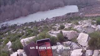 cerfs bassurels 2018 chasse dans les Cévennes [upl. by Adnwahsal983]