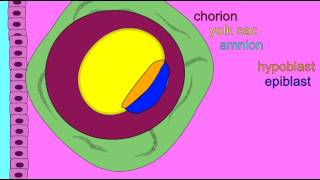 EMBRYONIC DEVELOPMENT EXTRAEMBRYONIC MEMBRANES [upl. by Velick128]