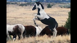 Wild Horses  Mustangs of Oregon [upl. by Lory]