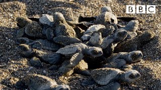 Baby turtles first steps  BBC [upl. by Aldus]