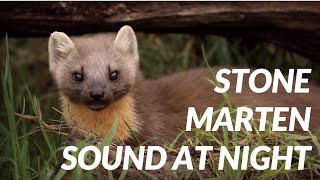 Marten sound at night  Cri de fouine [upl. by Eixor]