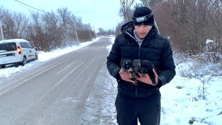 Brave mama asks strangers to save her babies  Dog Rescue Shelter [upl. by Matronna]