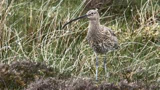 Curlew Alarm Calls [upl. by Elbam]