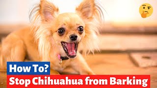 Chihuahua Barking Reasons and How to Stop your Chihuahua from Barking [upl. by Melodie]