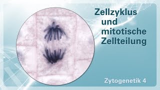 Zytogenetik 04 – Zellzyklus und mitotische Zellteilung [upl. by Zechariah]