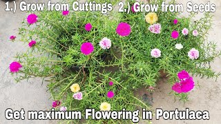 How to grow Portulaca from cutting and get maximum flowers How to grow Portulaca from seeds [upl. by Ecille]