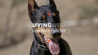 ALL ABOUT LIVING WITH DOBERMAN PINSCHERS [upl. by Nicholson]