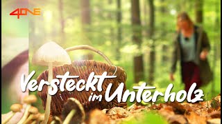 Versteckt im Unterholz  Pilzwelten entdecken  TEIL 2 [upl. by Atwahs347]