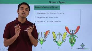 Class 11th – Flower – Types  Morphology of Flowering Plants  Tutorials Point [upl. by Etan]