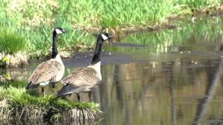 Honking Canada Geese [upl. by Naitsirt]