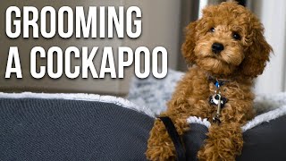 Grooming Our Cockapoo  First Puppy Haircut [upl. by Rothberg]