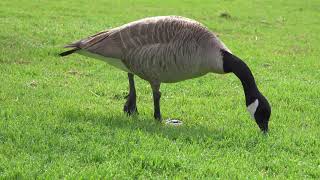 canadian goose honking [upl. by Dugas]