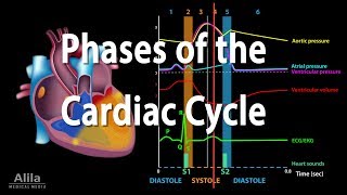 The Cardiac Cycle Animation [upl. by Arammat]