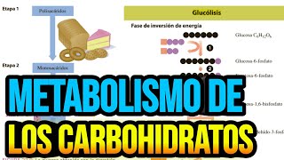 Metabolismo de los carbohidratos [upl. by Hampton]