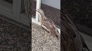 Bush Stone Curlew [upl. by Swan567]