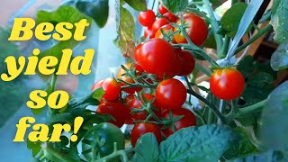 Growing Cherry Tomatoes On The Windowsill [upl. by Leivad]