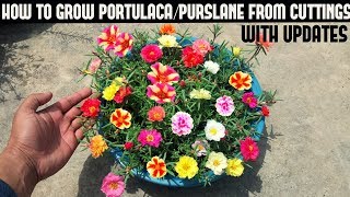 How To Grow PortulacaPurslane From CuttingsFull Updates [upl. by Pirzada940]