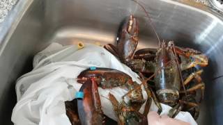 Boiling Live Lobster [upl. by Brunell183]