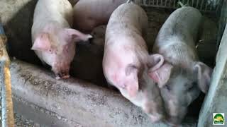 notre quotidien déleveurs présentation des cochons [upl. by Alia178]