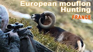 European mouflon Hunting in France  Chasse au Mouflon en France  2020 [upl. by Arv]