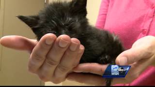 Kitten survives horrific abuse [upl. by Ilona]