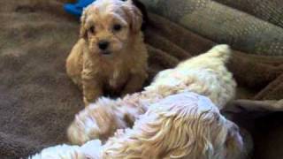 Cockapoo Puppies For Sale [upl. by Mundford]