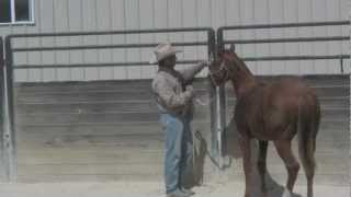 Tying up a yearling for the first time [upl. by Kone475]