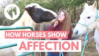 How Horses Show Affection to Humans [upl. by Gnoc]