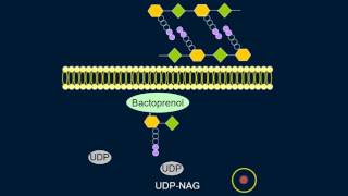 Cell Wall Synthesis [upl. by Millan]