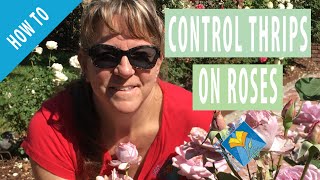 How To Control Thrips on Roses [upl. by Otina121]