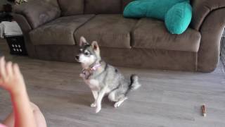 Update on Mia the Alaskan Klee Kai [upl. by Nemzaj]