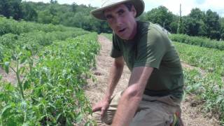 Growing tomatoes in the field at Sisters Hill Farm [upl. by Close]